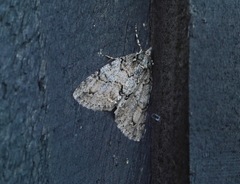 Pseudocoremia suavis