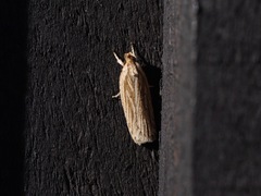 Agonopterix umbellana