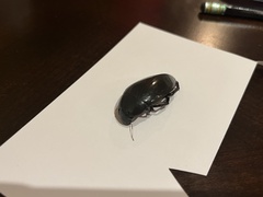 Hydrophilus insularis