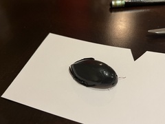 Hydrophilus insularis