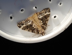 Pseudocoremia leucelaea