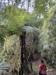 Sphaeropteris lepifera