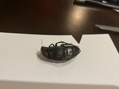 Hydrophilus insularis