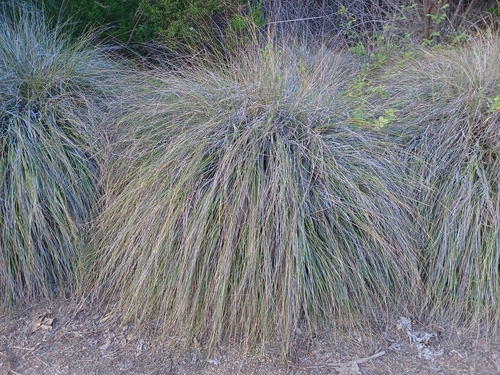 iNaturalist observation photo of deergrass
