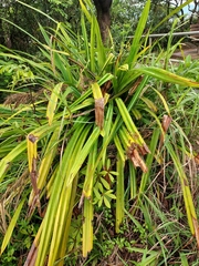 Pandanus odorifer