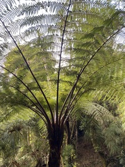 Sphaeropteris lepifera