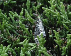 Pseudocoremia leucelaea