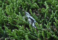 Pseudocoremia leucelaea