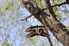 Heraclides ornythion