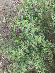Pomaderris prunifolia