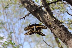 Heraclides ornythion