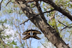 Heraclides ornythion