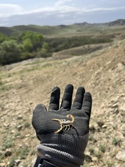 Olivierus caucasicus