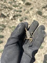 Olivierus caucasicus