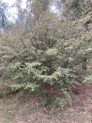 Pomaderris prunifolia