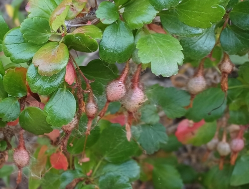 iNaturalist observation photo of Fuchsiaflower Gooseberry