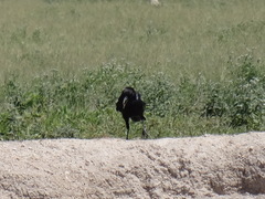 Corvus capensis