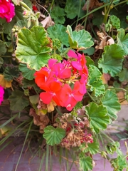 Pelargonium