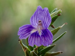 Stemodia florulenta