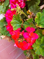 Pelargonium