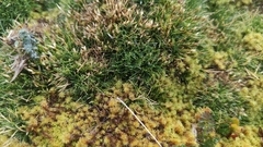 Oxychloe andina