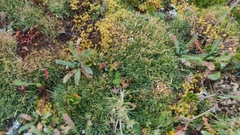 Oxychloe andina