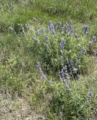 Salvia azurea