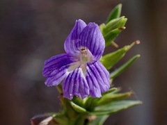 Stemodia florulenta