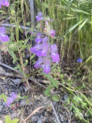 Collinsia concolor