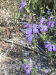 Collinsia concolor
