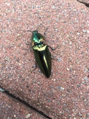 Campsosternus auratus