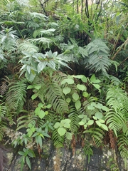 Microlepia strigosa