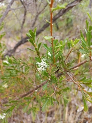 Hakea tuberculata
