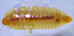 Ectopria