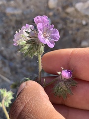 Phacelia vallis-mortae