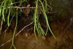 Phlegmariurus billardierei