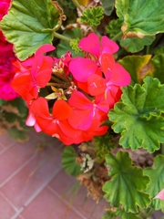 Pelargonium