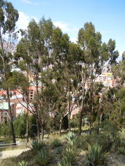 Eucalyptus