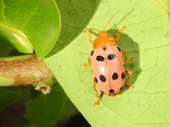 Podontia quatuordecimpunctata