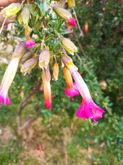 Cantua buxifolia