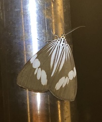 Nyctemera tripunctaria