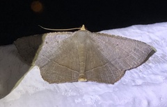 Plesiomorpha flaviceps