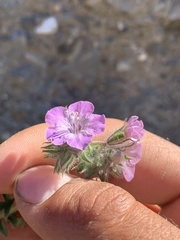 Phacelia vallis-mortae