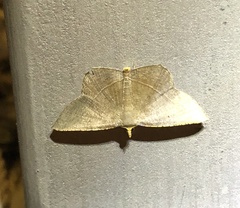 Plesiomorpha flaviceps