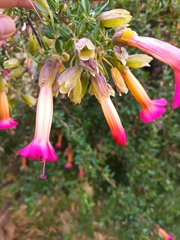 Cantua buxifolia