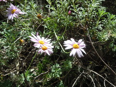 Asteroideae