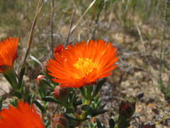 Lampranthus aureus