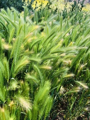 Hordeum marinum