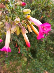 Cantua buxifolia