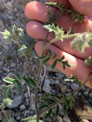 Phacelia vallis-mortae